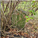 Photo of 3rd headstone buried under bush - Youngs Cemetery