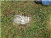 Photo of 3rd headstone buried under sod - Youngs Cemetery
