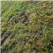 Photo of flagged headstones buried under sod - Youngs Cemetery