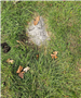 Photo of headstone buried under sod - Youngs Cemetery