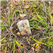 Photo of headstone located under plantings - Beckley Cemetery