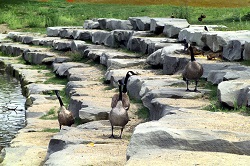 Geese at Irving Park