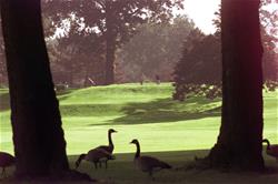 Geese on the golf course