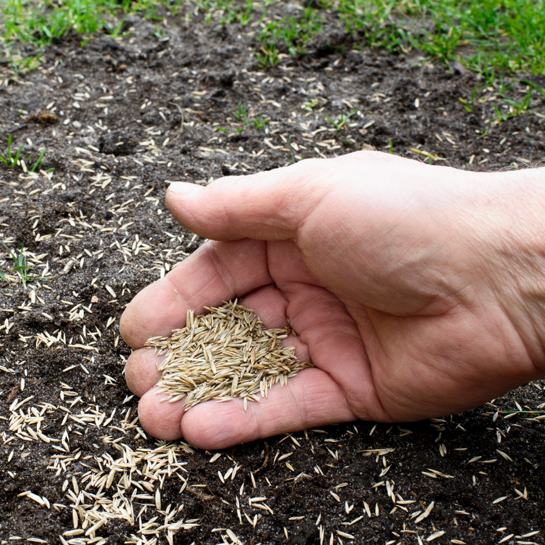 Step 4 - an image of grass seed and lawn care