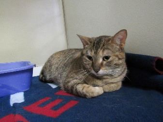 Cat at Calhoun County Animal Center