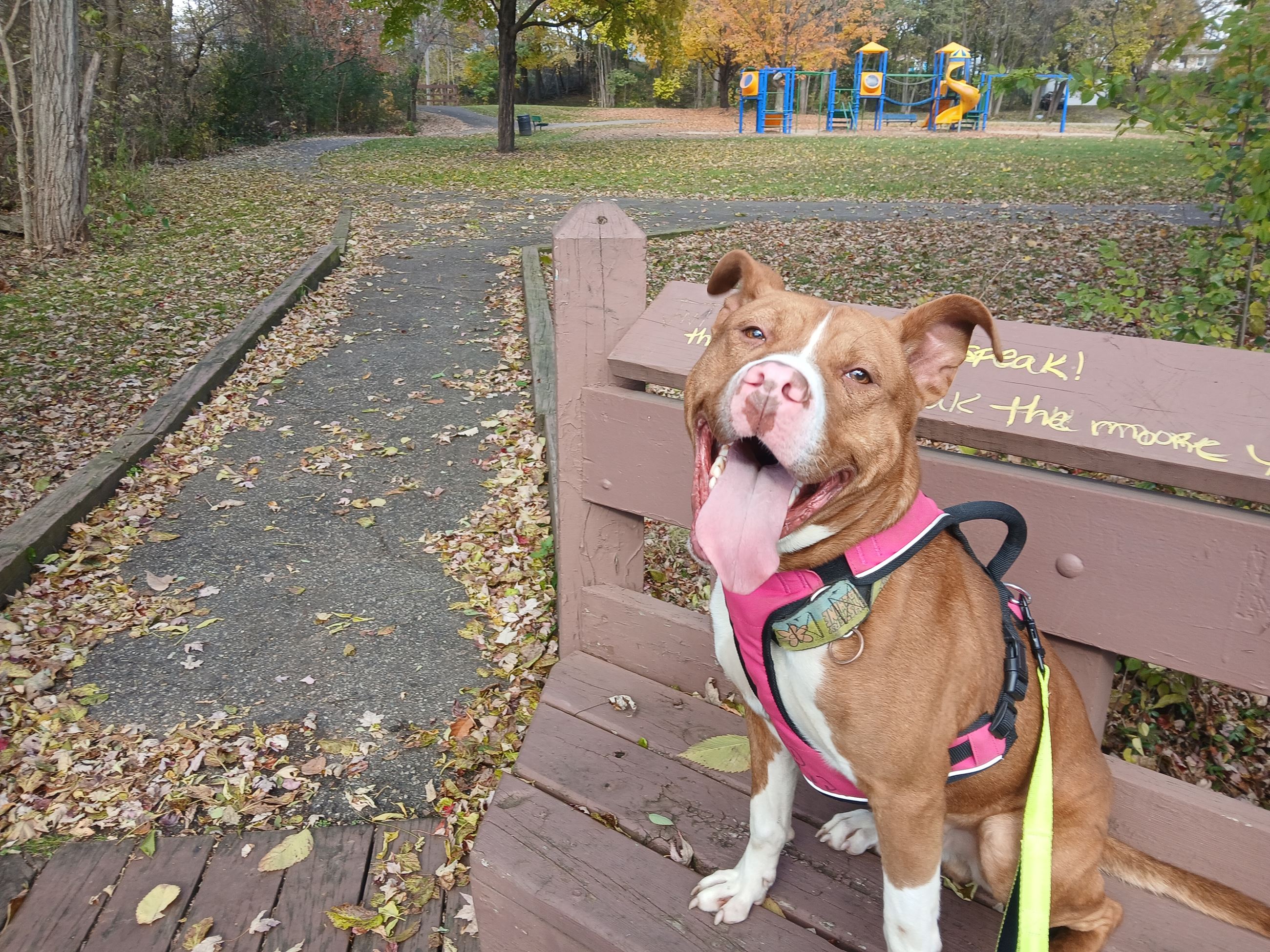 Shelter dog accompanying a hiker