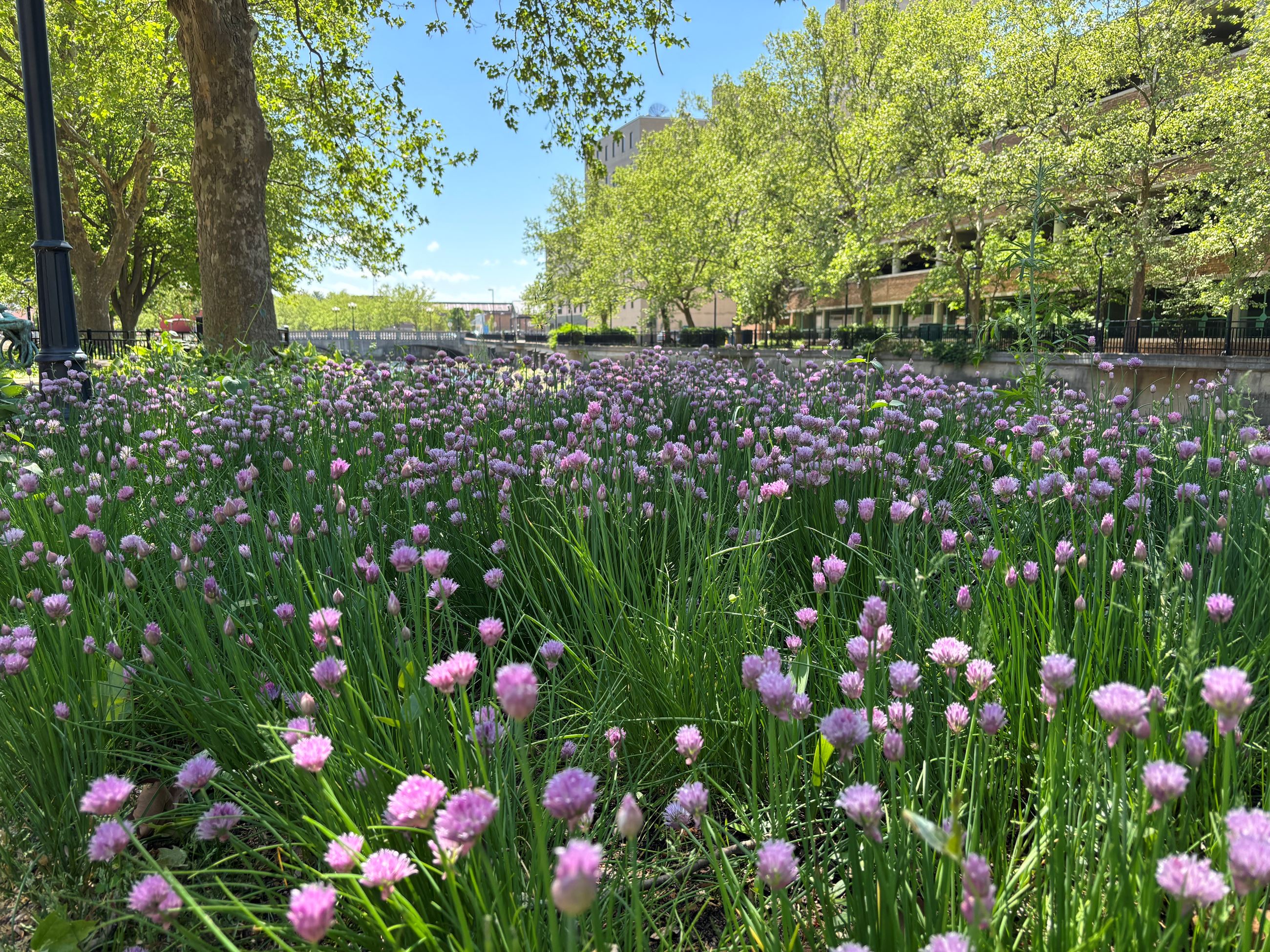 A field of purple blossoms